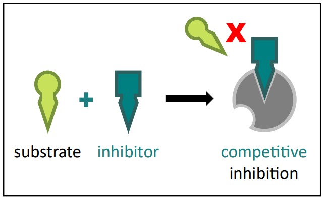Competitive Inhibition Diagram