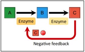 Enzyme Regulation & Metabolic Pathways