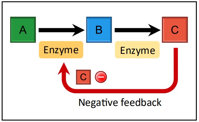 Feedback Inhibition Diagram