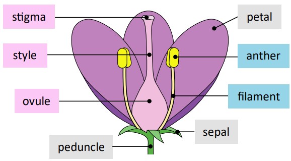 Flower reproductive structure diagram