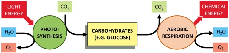 Metabolic Reactions Diagram