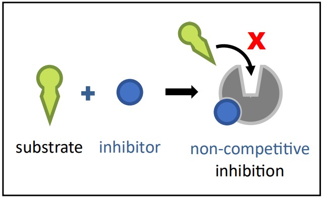 Non-Competitive Inhibition Diagram