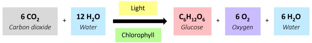 Photosynthesis Diagram