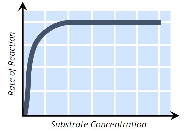 Substrate Concentration Enzyme Diagram