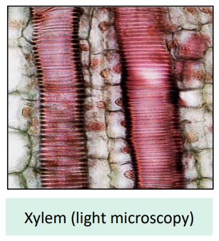 Xylem Vessels