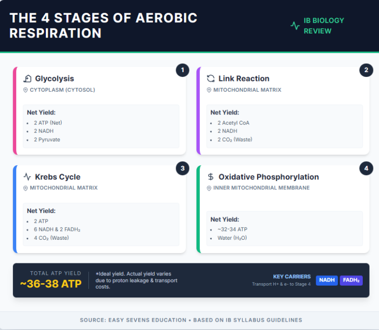 Aerobic Respiration Cheat Sheet